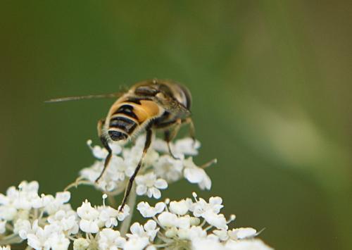 Eristalis arbustorum